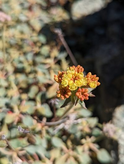 Eriogonum cedrorum, photographed by My-Lan Le