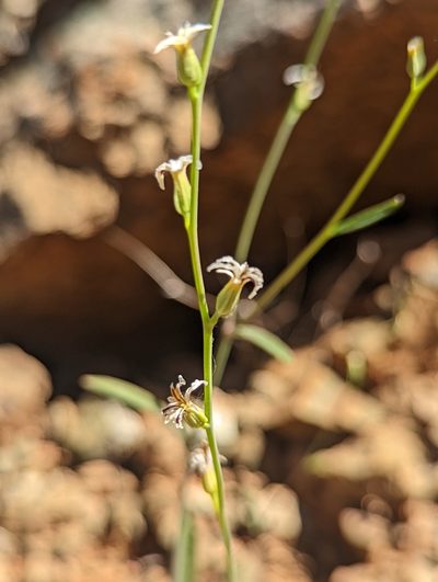Streptanthus barbiger, photographed by My-Lan Le