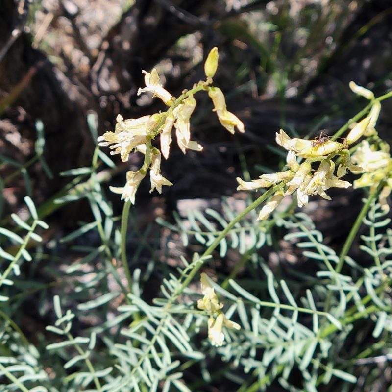 Astragalus filipes, photographed by Dan Horowitz