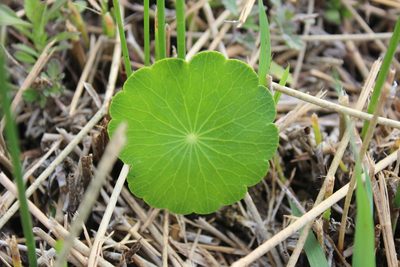 Hydrocotyle umbellata, photographed by Ricard Busquets Reverte