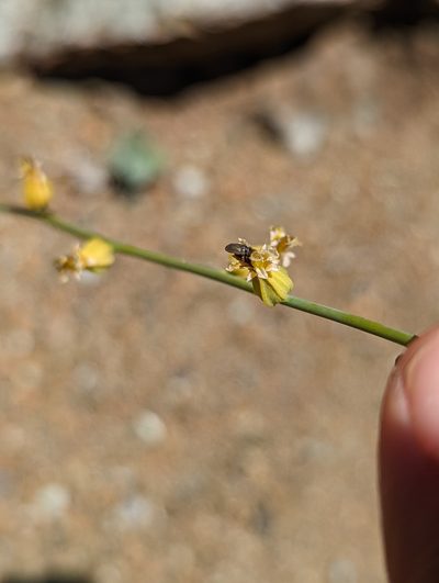 Streptanthus morrisonii, photographed by My-Lan Le