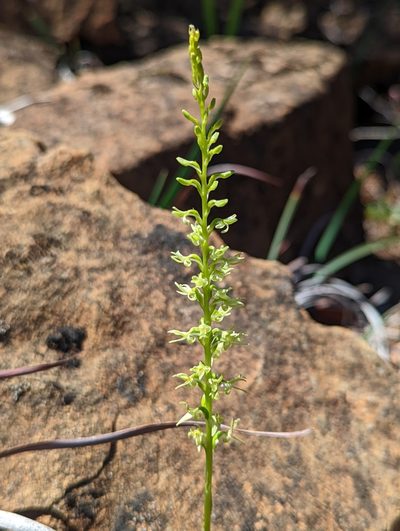Platanthera leptopetala, photographed by My-Lan Le