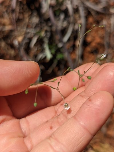 Linum micranthum, photographed by My-Lan Le