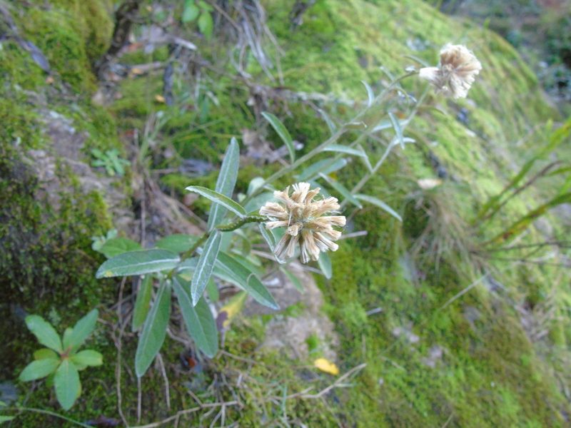 Pterocaulon angustifolium, photographed by Daniel Dias