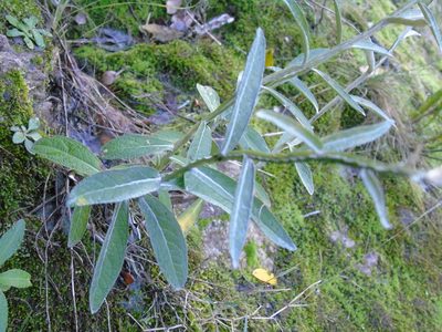 Pterocaulon angustifolium, photographed by Daniel Dias