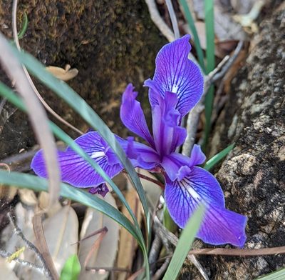 Iris macrosiphon, photographed by My-Lan Le