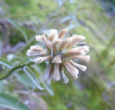 Pterocaulon angustifolium, photographed by Daniel Dias