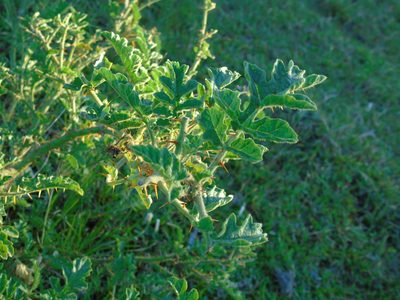 Solanum sisymbriifolium, photographed by Daniel Dias