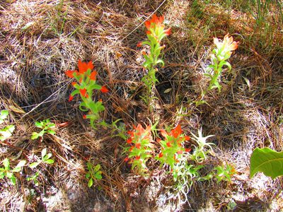 Castilleja scorzonerifolia, photographed by Oscar Alejandro Morales Juárez