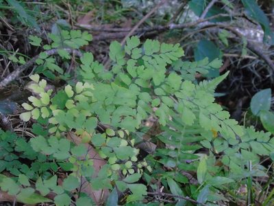 Adiantum raddianum, photographed by Daniel Dias