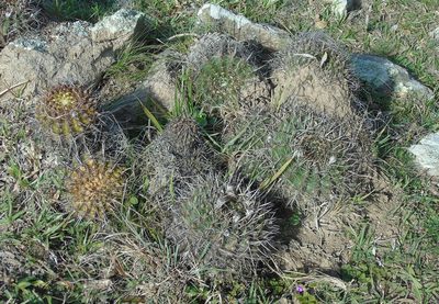 Parodia mammulosa, photographed by Daniel Dias