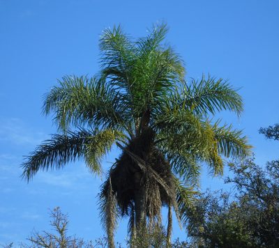 Syagrus romanzoffiana, photographed by Daniel Dias