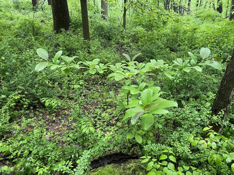 Viburnum sieboldii, photographed by gwt2102