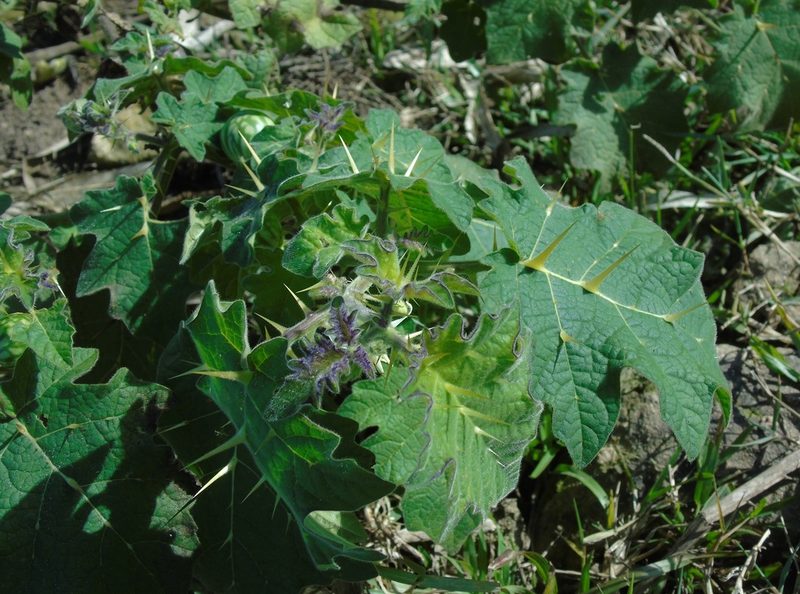 Solanum viarum, photographed by Daniel Dias