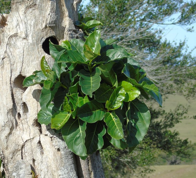 Ficus luschnathiana, photographed by Daniel Dias