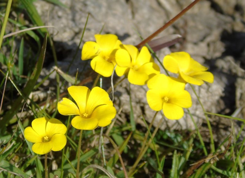 Oxalis perdicaria, photographed by Daniel Dias