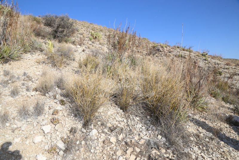 Genistidium dumosum, photographed by Reid Hardin