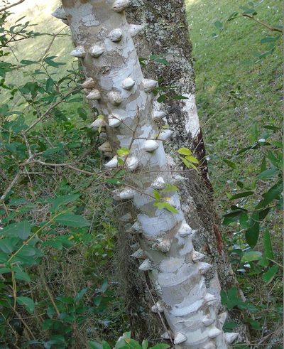 Zanthoxylum rhoifolium, photographed by Daniel Dias