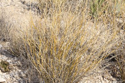Genistidium dumosum, photographed by Reid Hardin