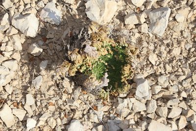 Selaginella lepidophylla, photographed by Reid Hardin