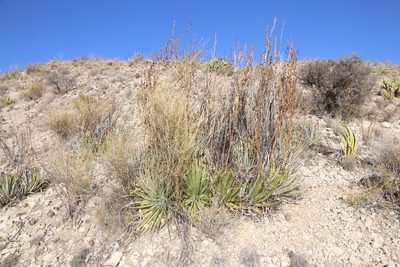 Hechtia texensis, photographed by Reid Hardin