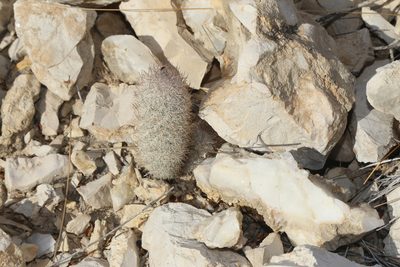 Mammillaria pottsii, photographed by Reid Hardin