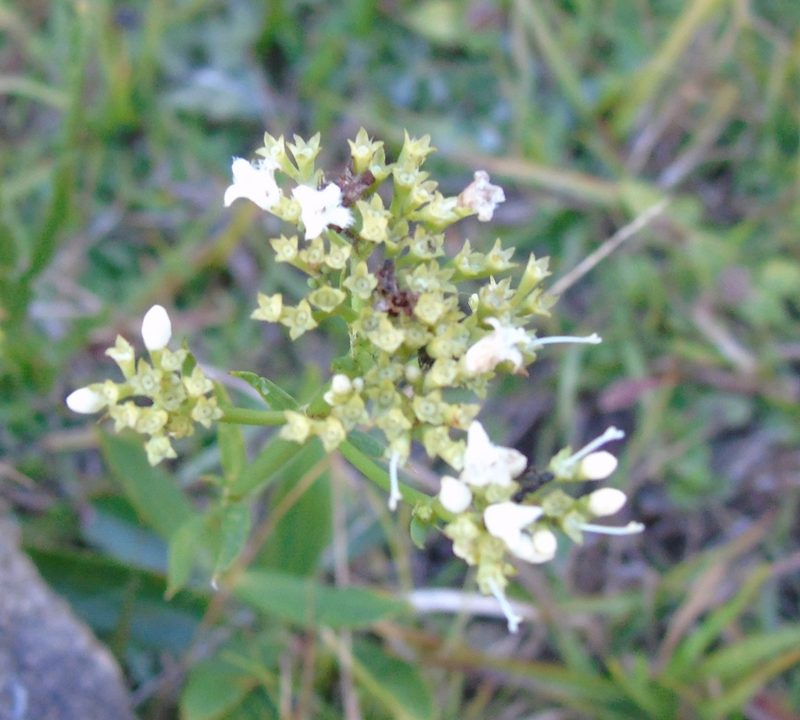 Galianthe fastigiata, photographed by Daniel Dias