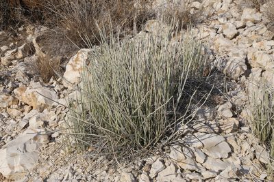 Euphorbia antisyphilitica, photographed by Reid Hardin