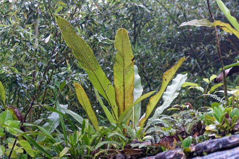 Niphidium crassifolium, photographed by Donald Davesne
