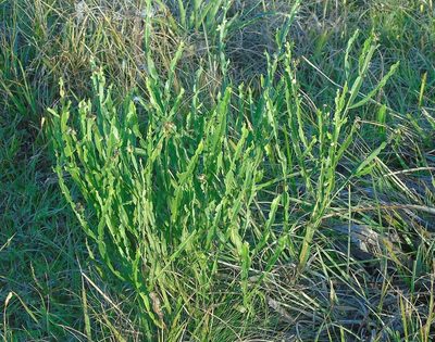 Baccharis genistelloides, photographed by Daniel Dias