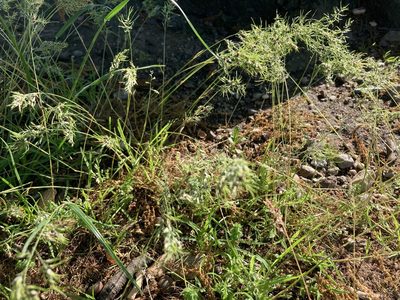 Poa bulbosa, photographed by Dilrukshan Priyantha Wijesinghe