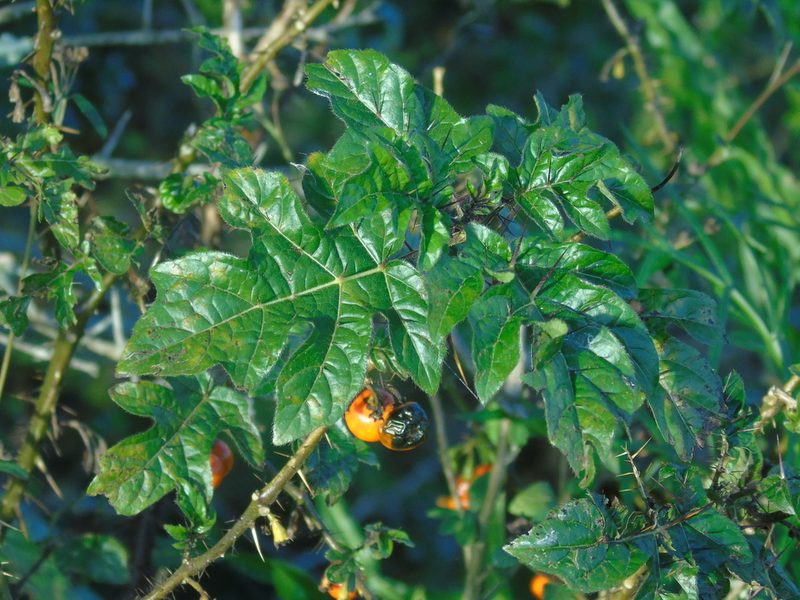 Solanum atropurpureum, photographed by Daniel Dias