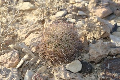Sclerocactus warnockii, photographed by Reid Hardin