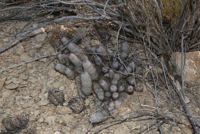 Mammillaria pottsii, photographed by Reid Hardin