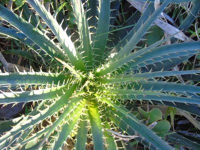 Eryngium horridum, photographed by Daniel Dias