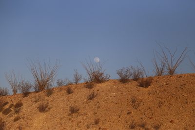 Fouquieria splendens, photographed by Reid Hardin