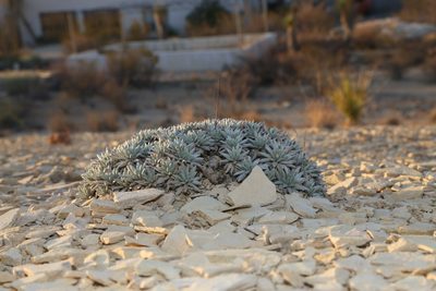 Eriogonum havardii, photographed by Reid Hardin