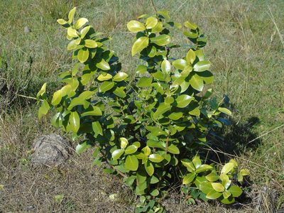 Daphnopsis racemosa, photographed by Daniel Dias