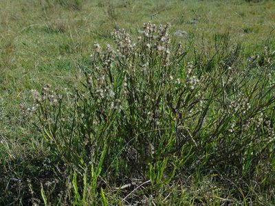 Baccharis genistelloides, photographed by Daniel Dias
