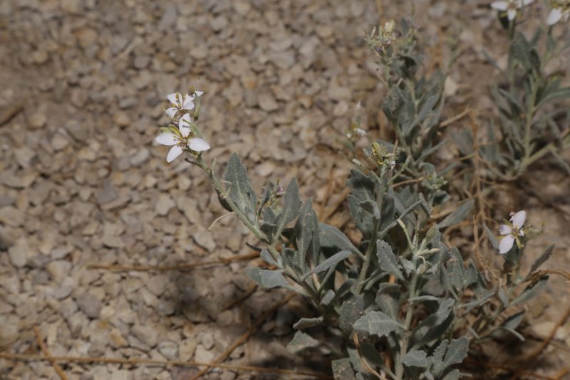 Nerisyrenia camporum, photographed by Reid Hardin