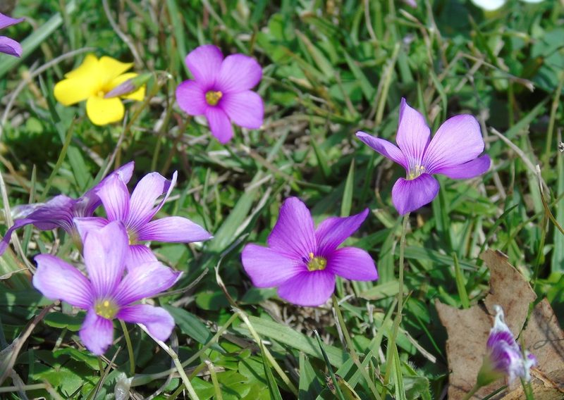 Oxalis hispidula, photographed by Daniel Dias