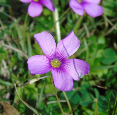 Oxalis hispidula, photographed by Daniel Dias