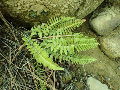 Polystichum scopulinum, photographed by James H. Thomas