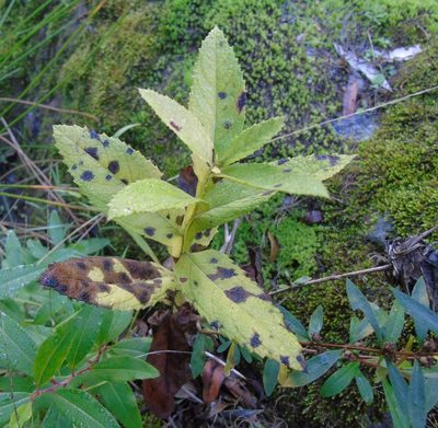 Pterocaulon polystachyum, photographed by Daniel Dias