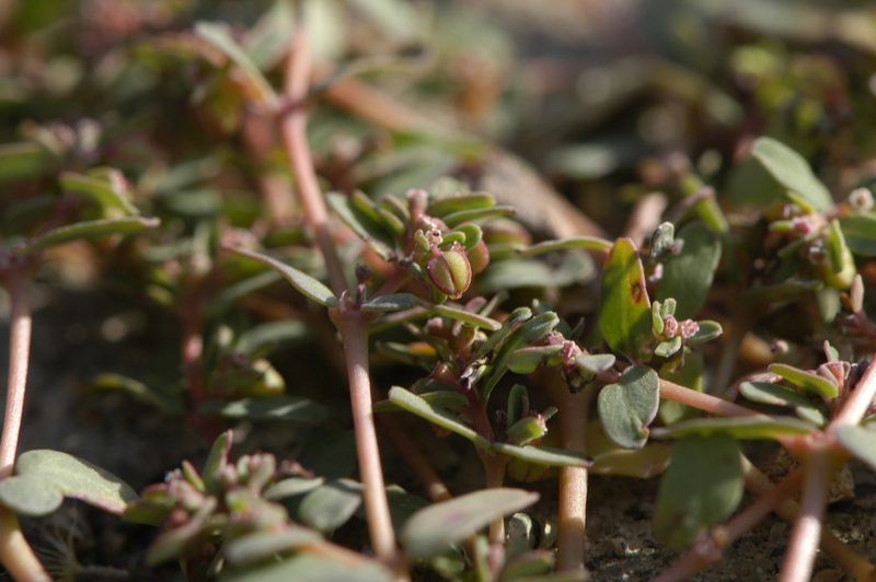 Euphorbia glyptosperma, photographed by Elliott Gordon