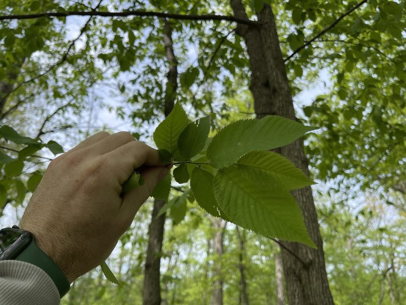 Ostrya virginiana, photographed by Scott