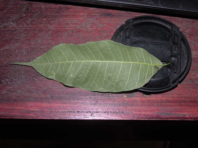 Brosimum alicastrum, photographed by fede2cr