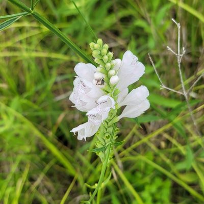 Physostegia angustifolia, photographed by Alan Jeon
