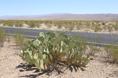 Opuntia rufida, photographed by Reid Hardin