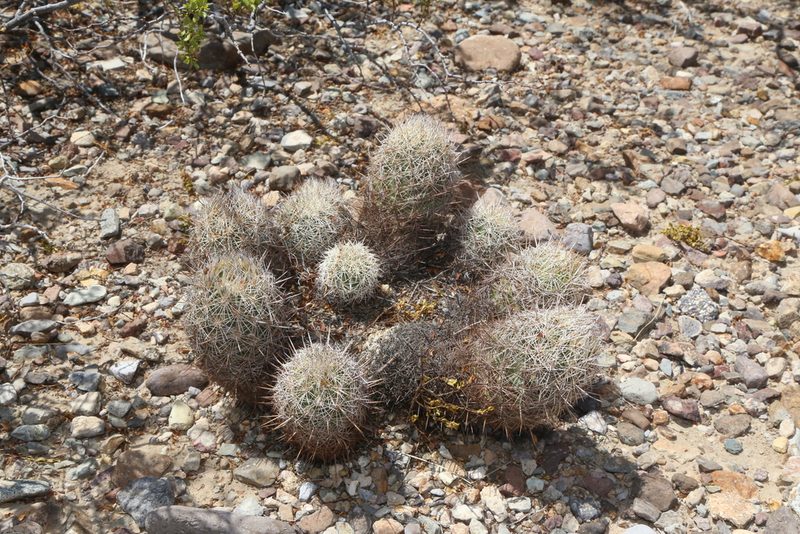 Coryphantha echinus, photographed by Reid Hardin